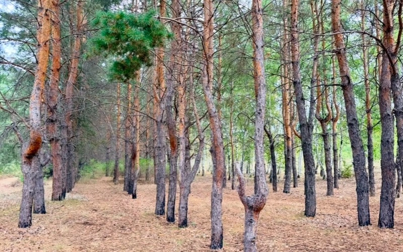 About 3 mln trees to be planted in Pavlodar region