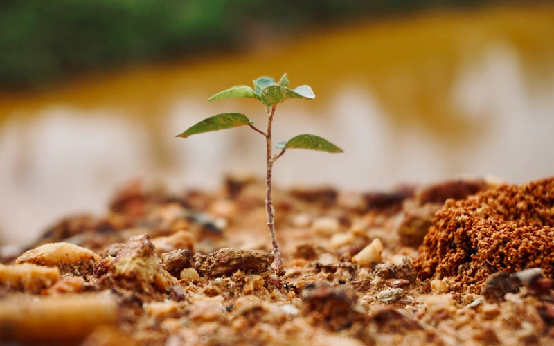 Mongolia plants 140 million trees since 2021 to fight desertification