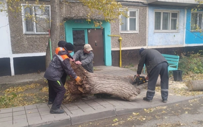дерево