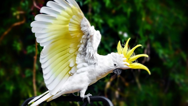 The hidden meaning behind the cockatoos’ crests on Brisbane 2032 emblems Brisbane 2032, Olympic and Paralympic Games