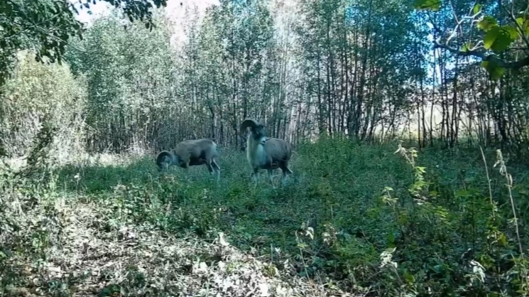 с