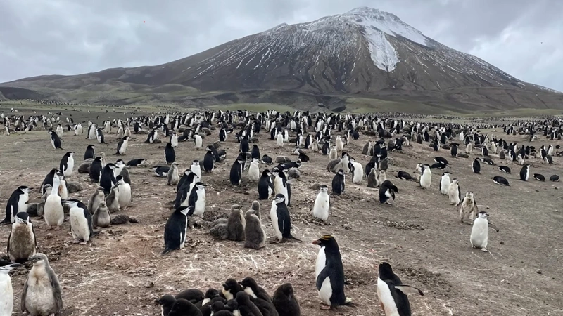 Penguins, colony, birds