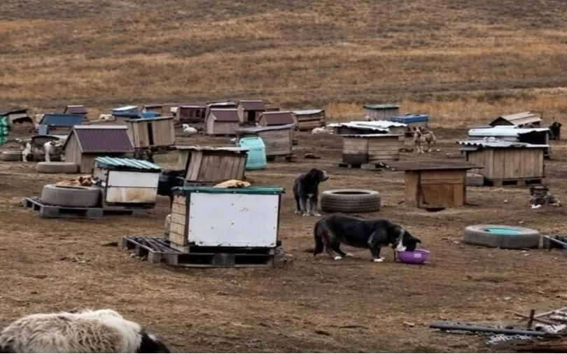 Иесі өлтірілген «Dog House» панажайының болашағы не болады