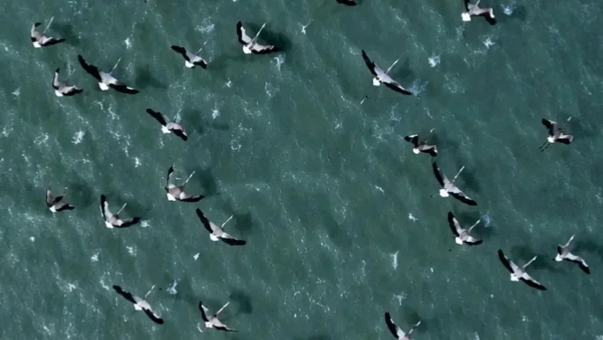 Rare flamingos caught on camera in Irgiz-Turgai Nature Reserve