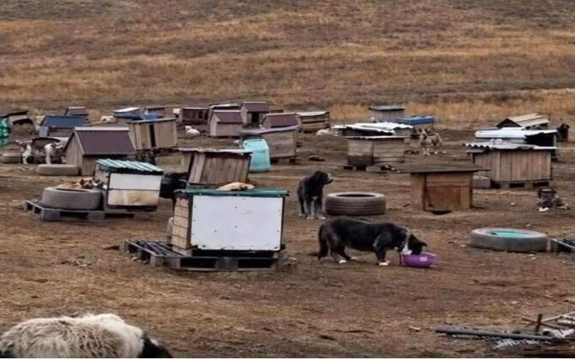 Iesi óltirilgen «Dog House» panajaıynyń bolashaǵy ne bolady