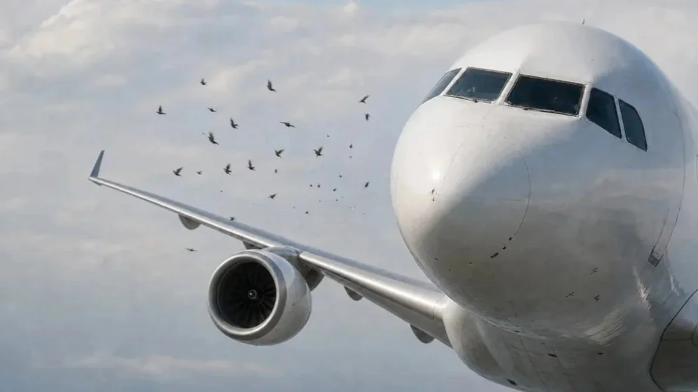 Kazakhstan names airports with most frequent bird strikes