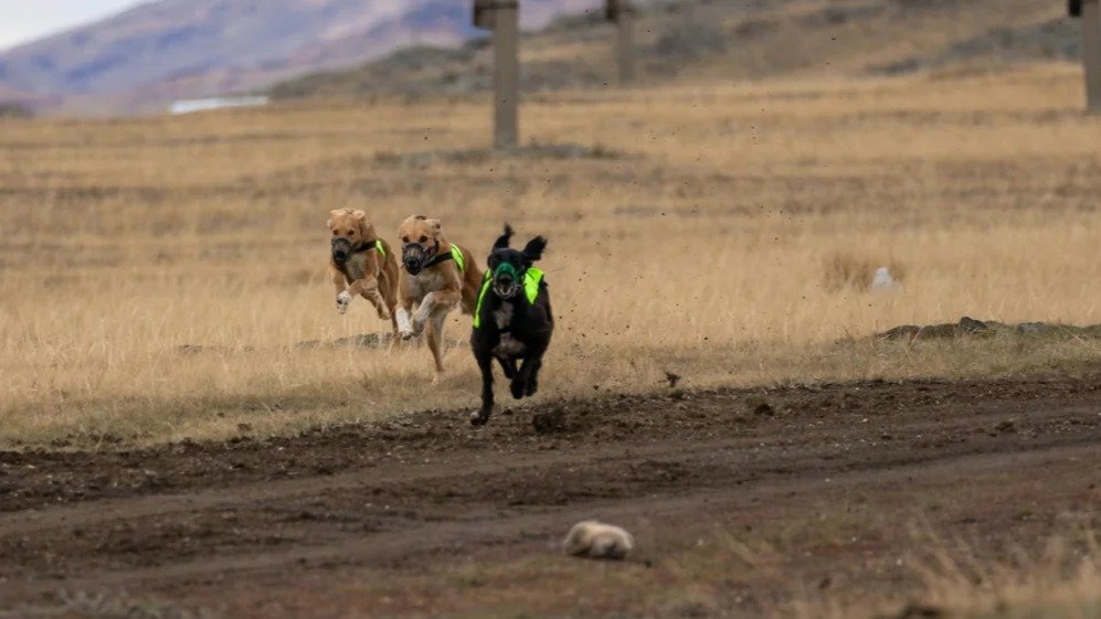 Kazakhstan announces winners of first Asian Falconry Cup