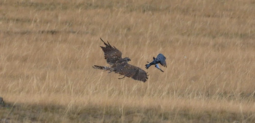 Kazakhstan announces winners of first Asian Falconry Cup