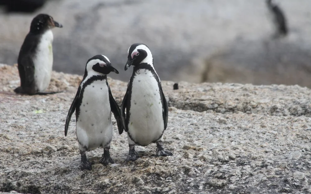 Ultimate journey: Penguins have to migrate 3,500 km from Argentina 