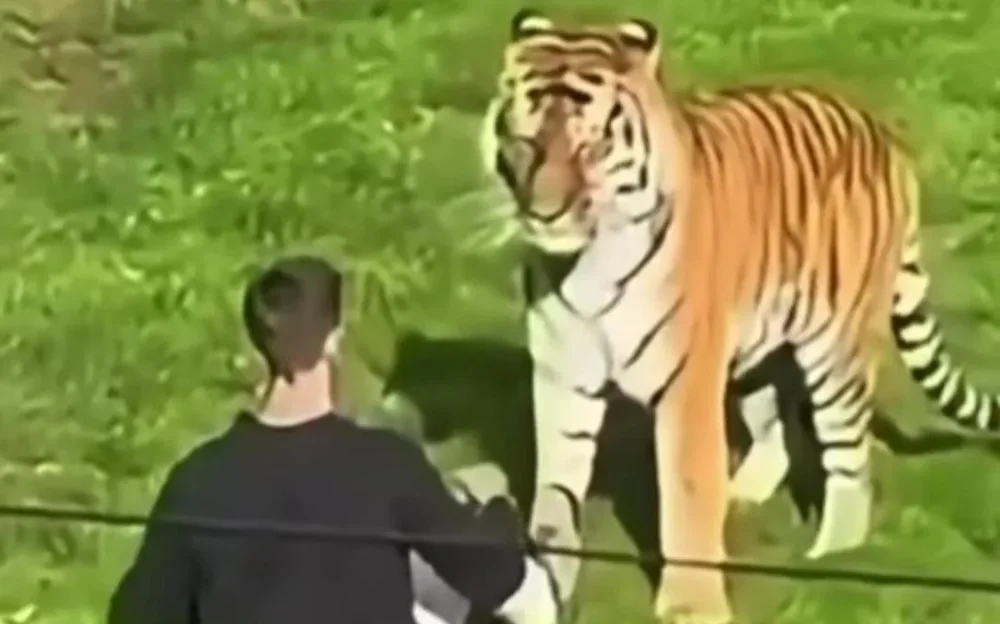 جولبارىس