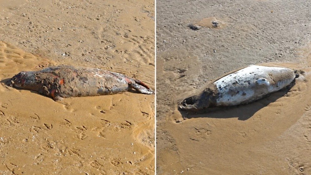 12 dead Caspian seals found in Kazakhstan’s Mangistau region
