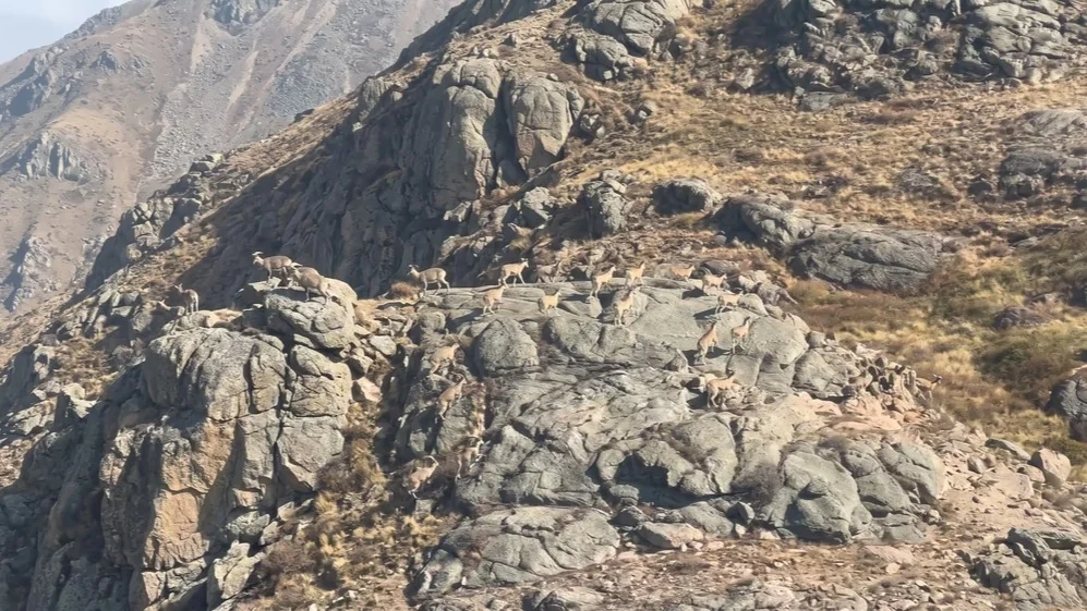 Herd of wild argali spotted in Kazakhstan’s Bayanaul Mountains
