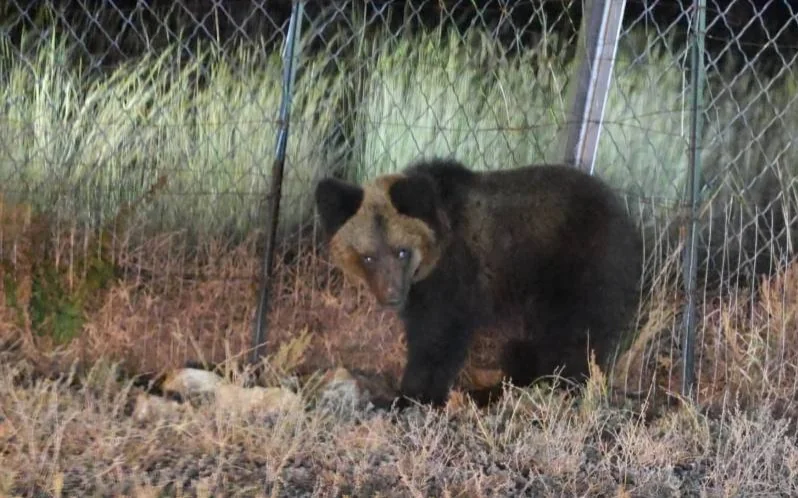 Mongolia records 62 bear-related incidents
