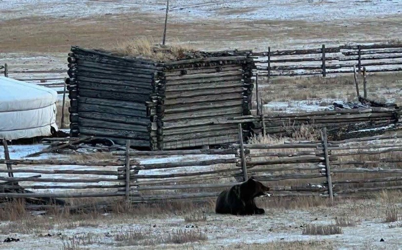 Bear