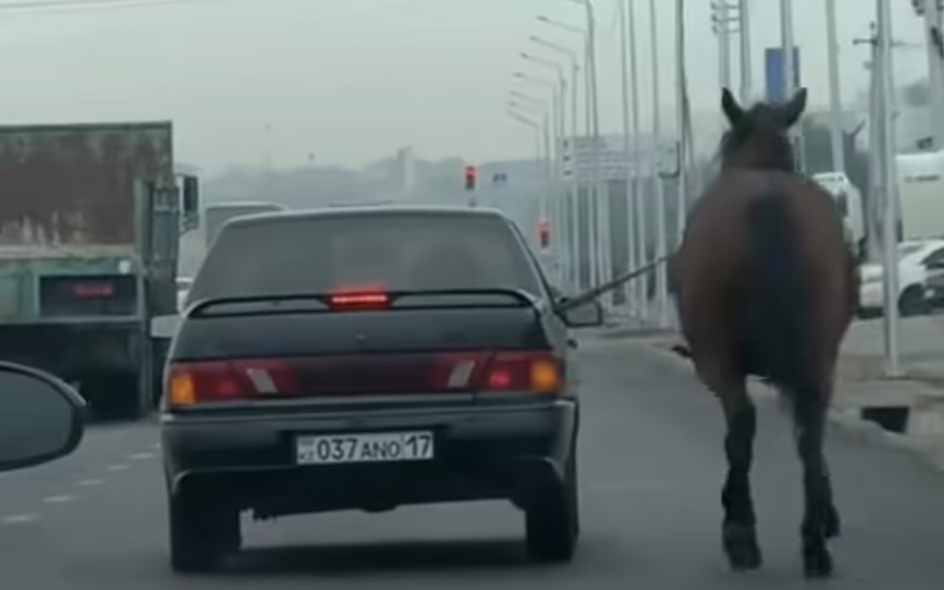 Шымкентте жылқыны көлікке байлап жетектеген жүргізуші жазаланды