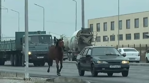 Водителя наказали за жестокое обращение с лошадью в Шымкенте