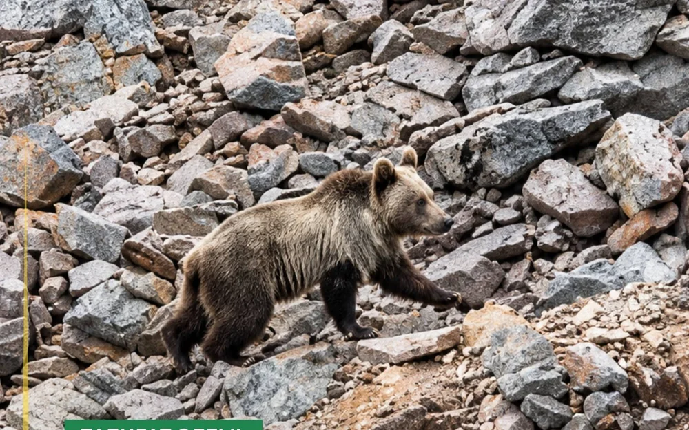 Red-listed Tien Shan brown bear spotted in Kolsai Lakes National Park