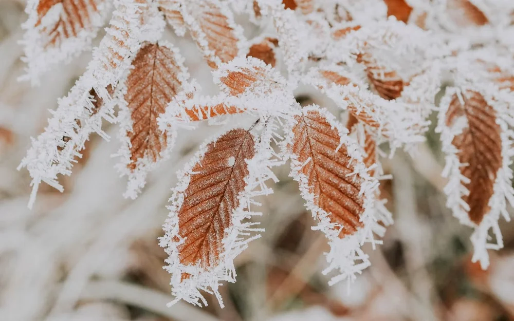 sub-zero temperatures
