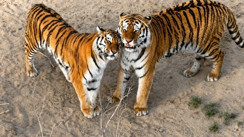 Tokayev highlights Kazakhstan's success in restoring rare animal populations