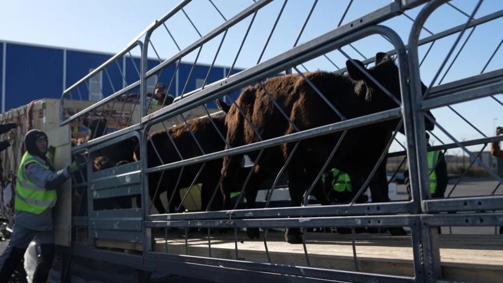 North Kazakhstan receives first shipment of pedigree livestock from Australia