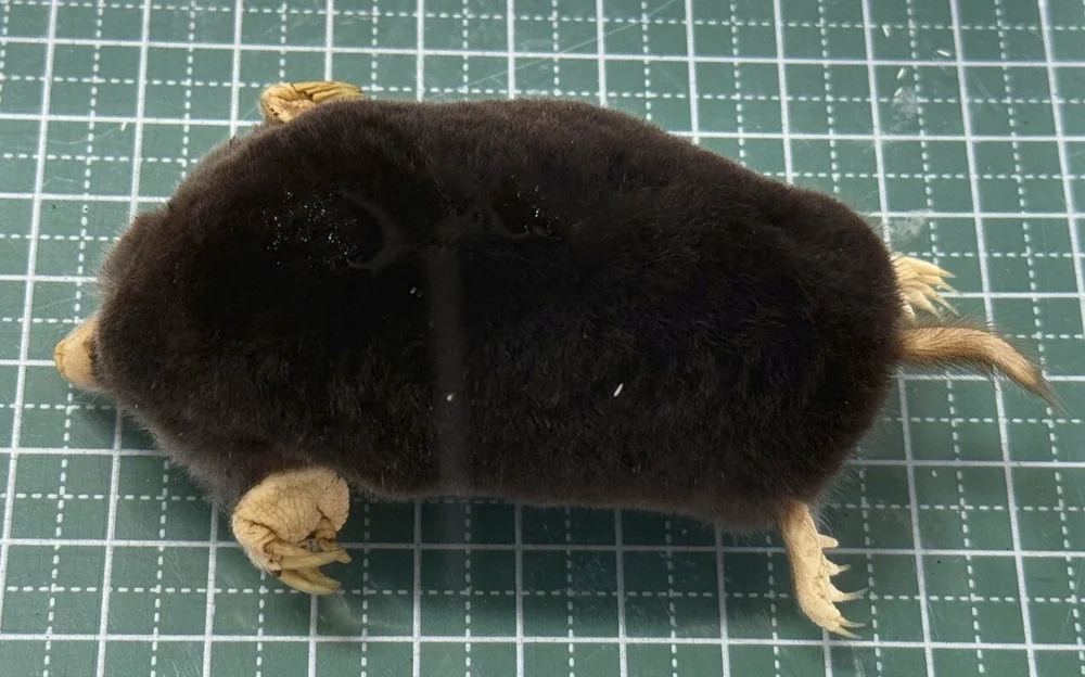 "Phantom mole" discovered at World Heritage Site, expands known range in Japan