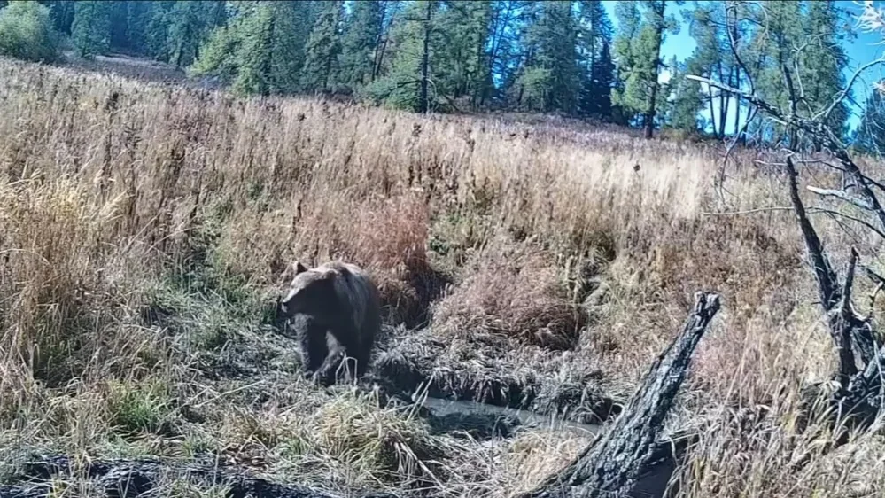 Camera trap captures brown bear at Kazakhstan’s Markakol Nature Reserve