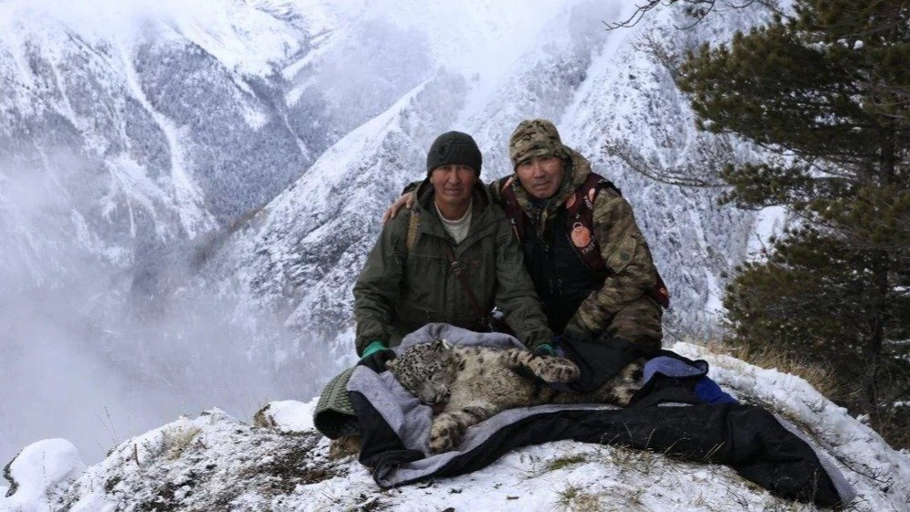 Kazakhstan fits snow leopard with satellite collar for first time in southern Altai