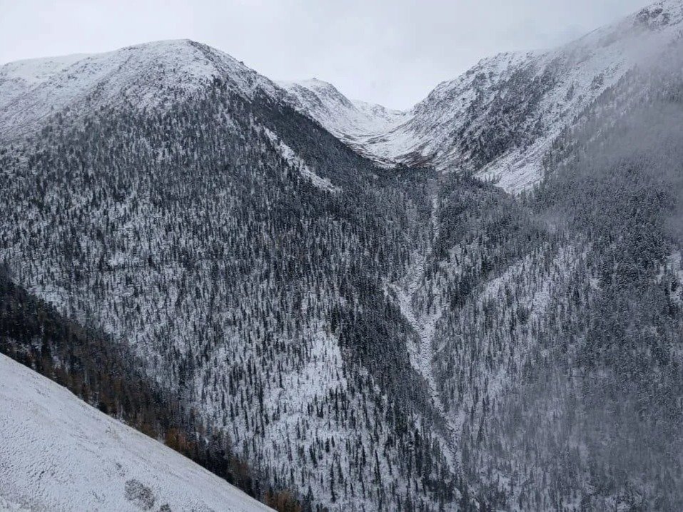 Kazakhstan fits snow leopard with satellite collar for first time in southern Altai