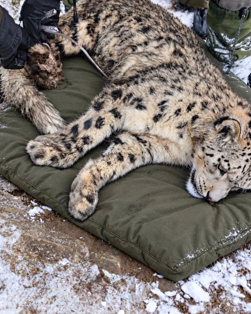 Kazakhstan fits snow leopard with satellite collar for first time in southern Altai
