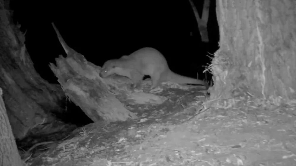 Rare river otter captured on camera at Kazakhstan’s Charyn National Park