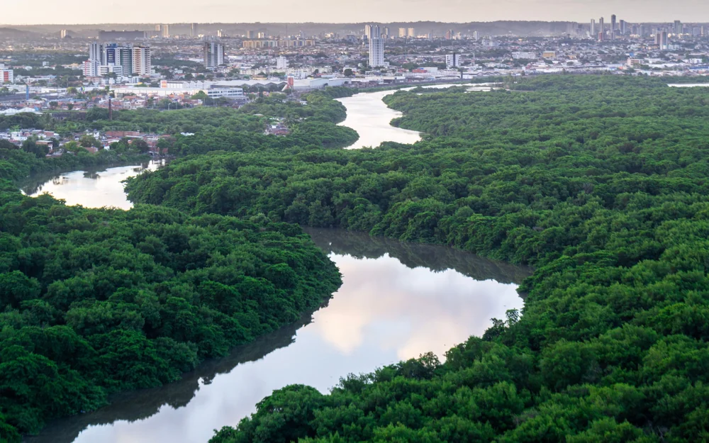 Brazil to develop AI system to monitor and protect forests   