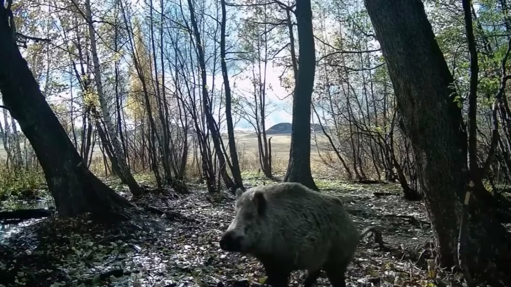 Фотоловушка в в нацпарке Буйратау сняла погоню кабана за волками