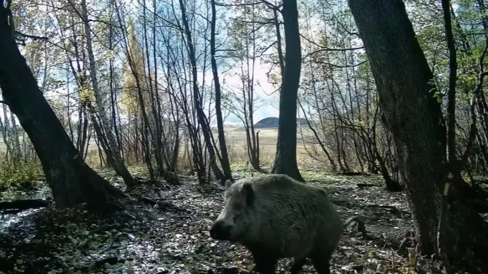 Camera trap captures wild boar chasing wolves at Buyratau National Park