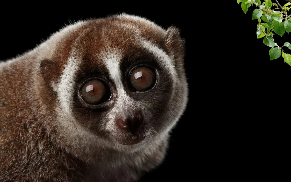 Bangka slow loris, animal, lemur