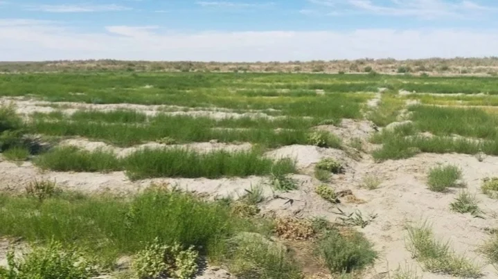 Aral Sea's forest shield: Over 56M saxaul seedlings planted on dry seabed