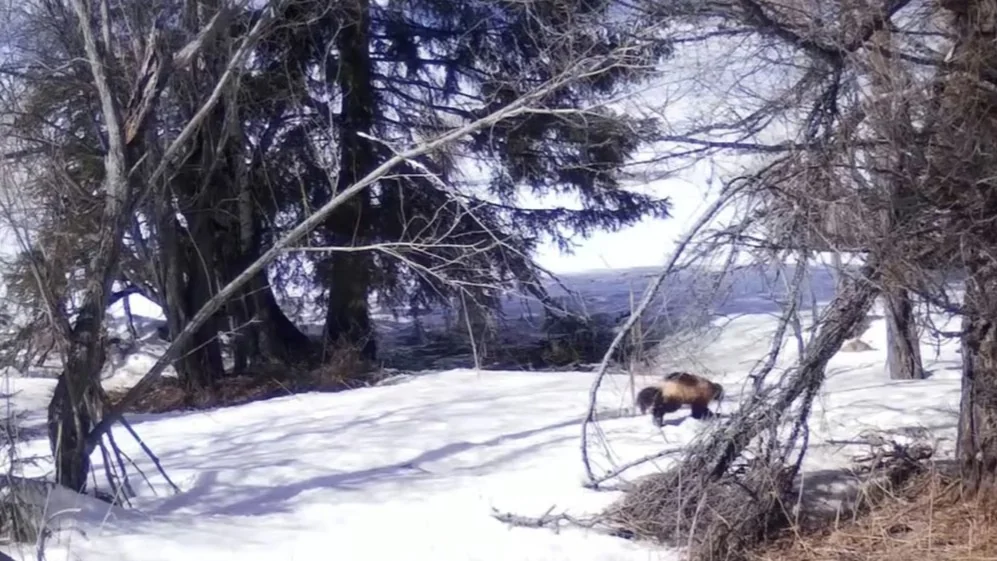 Rare wolverine captured on camera at Kazakhstan's Markakol Nature Reserve