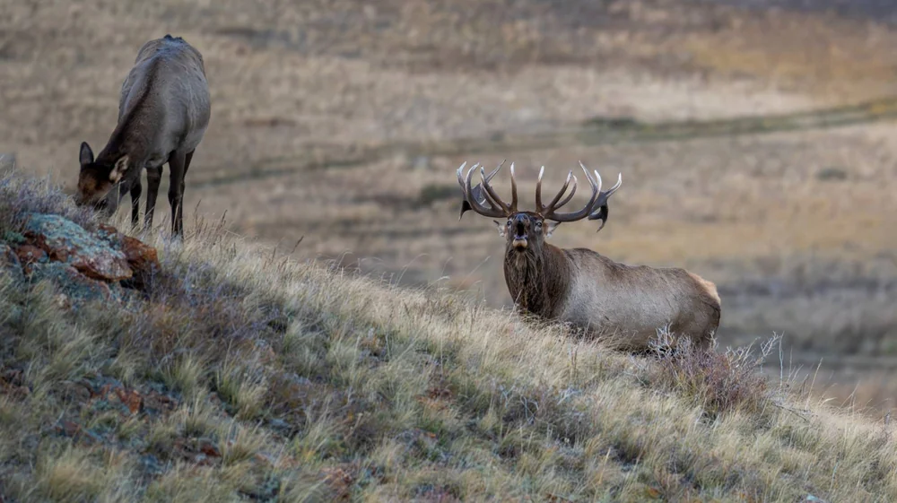 Altai wapiti and deer caught on camera in Buiratau National Park