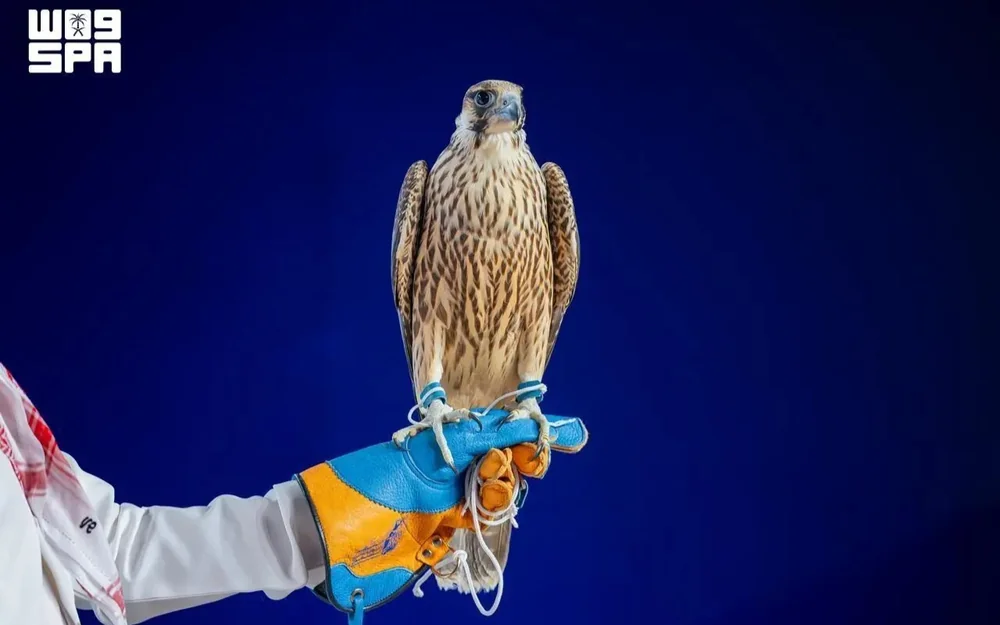Young falcon sells for $100,000 at auction in Saudi Arabia