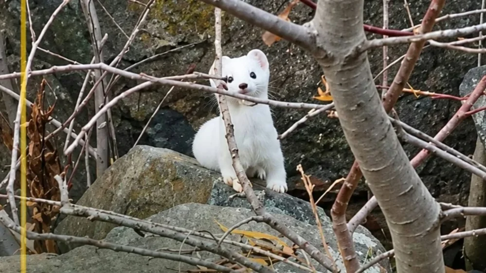 Rare ermine spotted in Kazakhstan's Kaindy Gorge