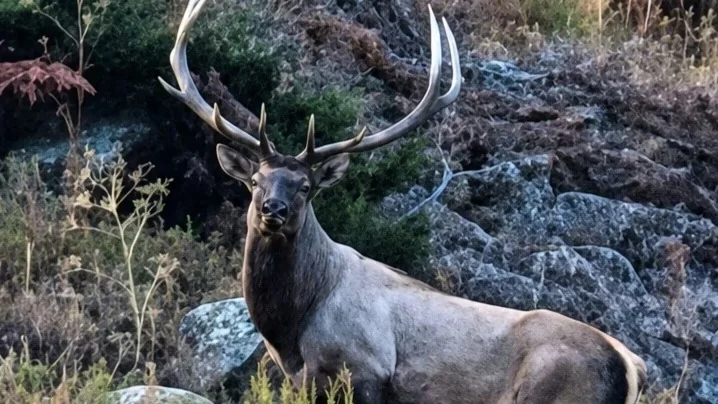 Wild maral deer spotted at Almaty Nature Reserve