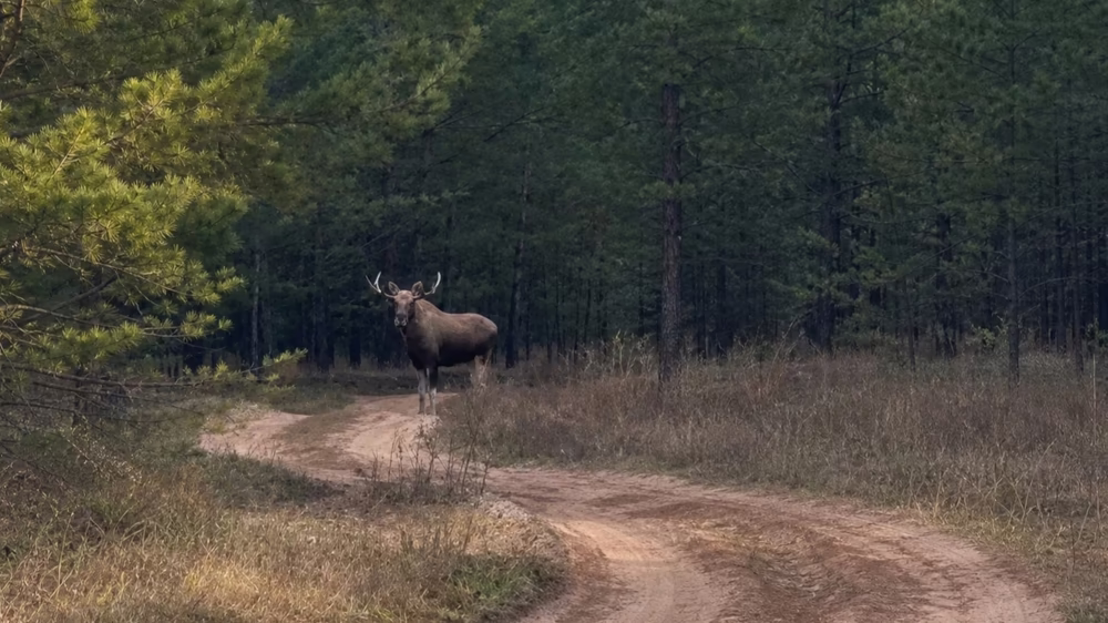 Крупного лося сняли на видео в резервате «Ертіс орманы»