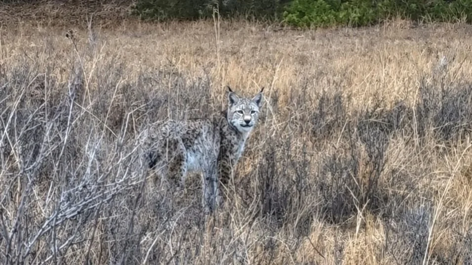 Elusive lynx spotted in Kazakhstan's Ertis Ormany Nature Reserve